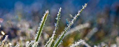 Frost i gräs