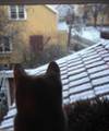 Katt som spanar ut över ett frostigt tak, foto.