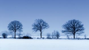 vinter träd snö (liten puff)